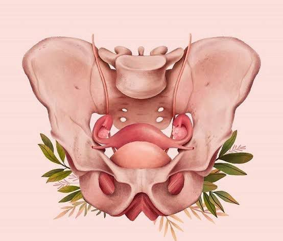 Fisioterapia para tu bienestar Rehabilitación deportiva Columna rodillas atizapan satelite lomas verdes  Terapia manual, ortopédica y dolor crónico 